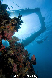 Beautifully overgrown wreck with diver in Lhavijani Atoll... by Barbara Schlilling 